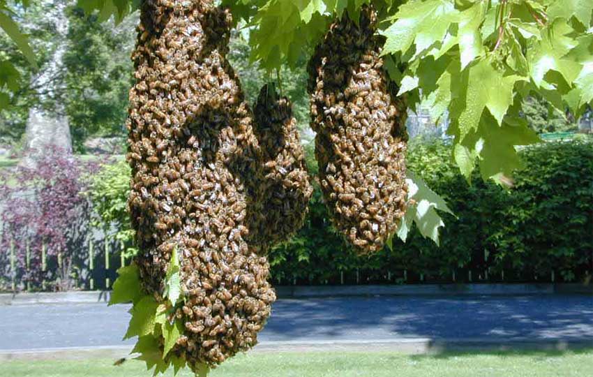 روش ساخت تله زنبور عسل