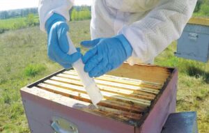 اسید استیک در زنبورداری: مفهوم، کاربرد و اثرات در کنترل آفات پوکه‌ها