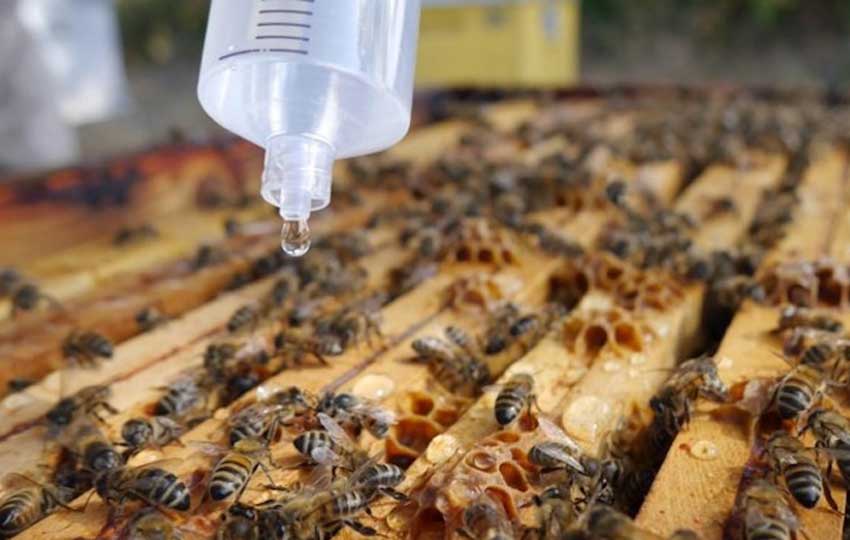 کاربرد و اثرات اسید استیک در زنبورداری