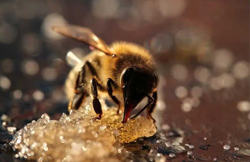 علل تلف شدن زنبورها
