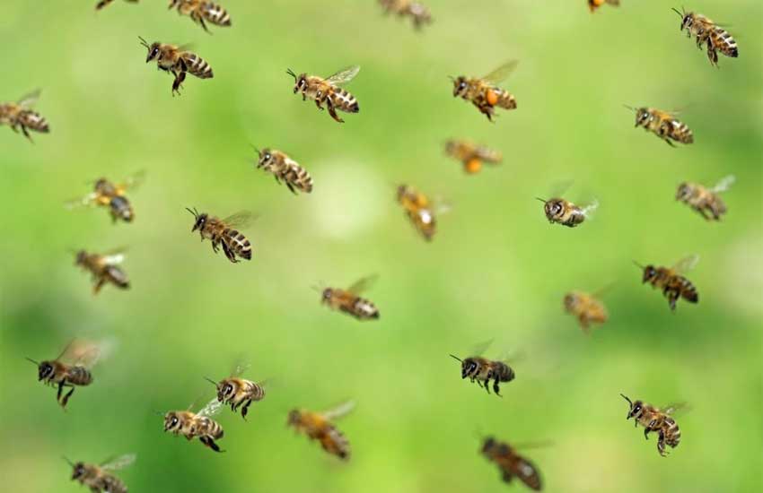 بچه طبیعی زنبور عسل