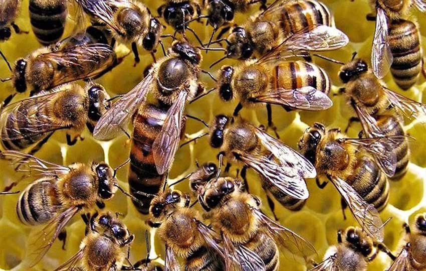 بهبود روش پرورش ملکه زنبور 