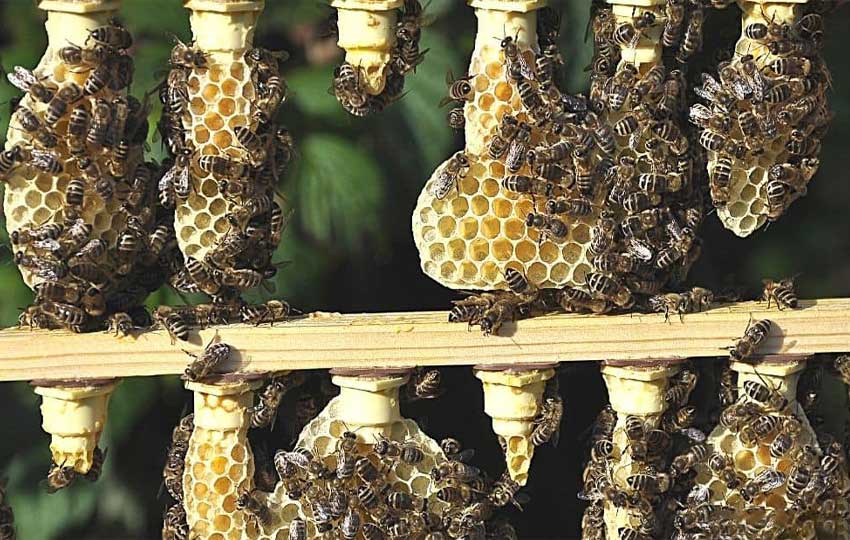 پرورش ملکه زنبور عسل با "کلوآک برد"