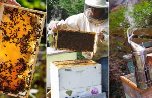 تاریخچه پرورش زنبور عسل