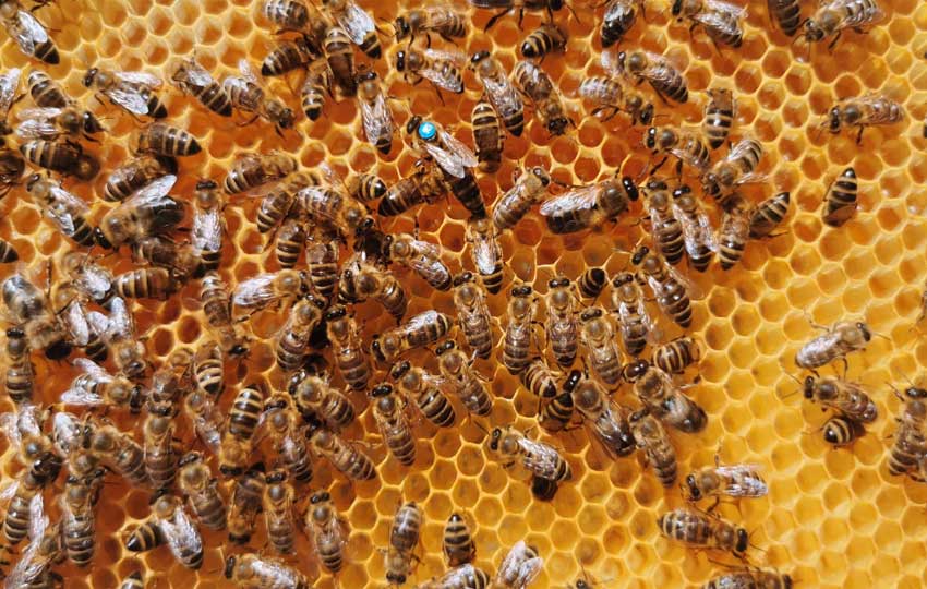 مدیریت صحیح در پرورش زنبور عسل