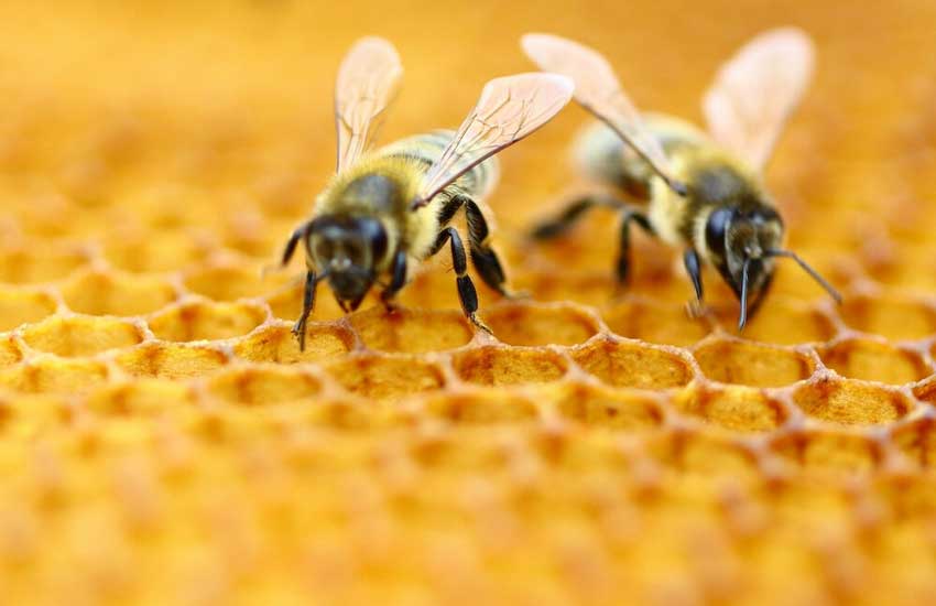 تاریخچه پرورش زنبور