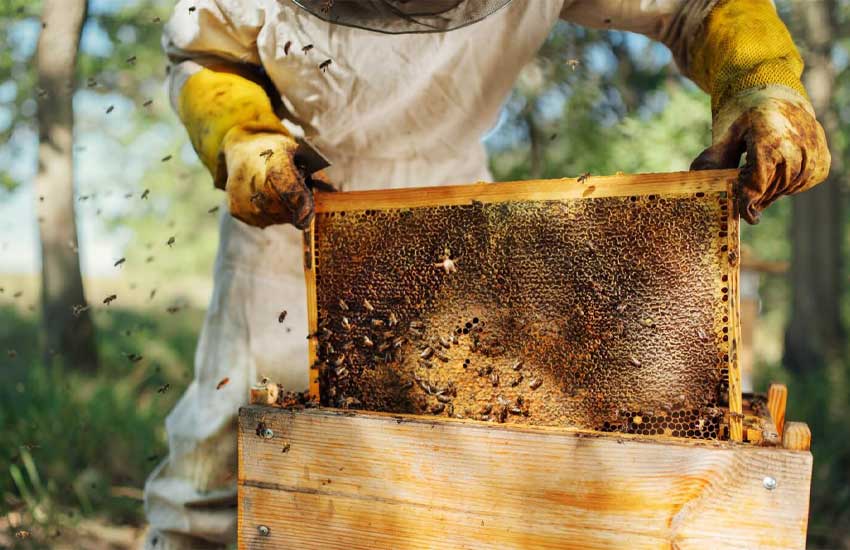 تغذیه زنبور بعد از برداشت عسل
