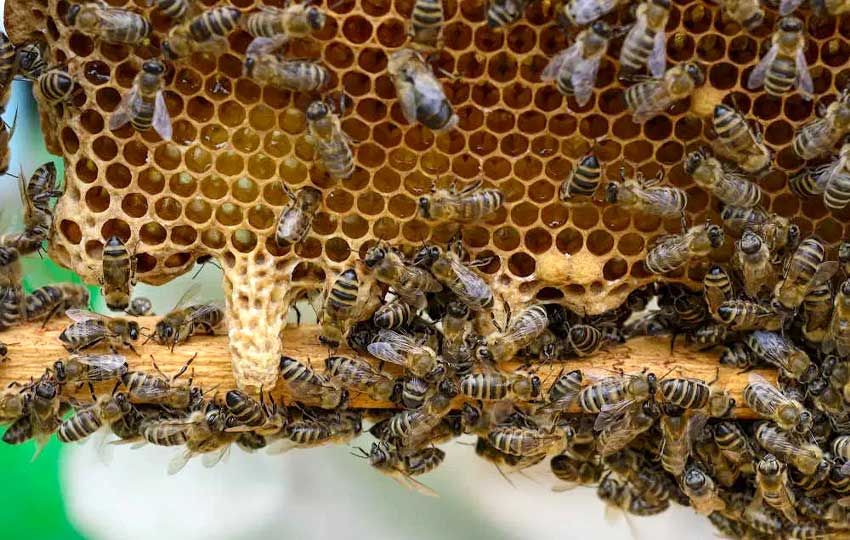 پرورش ملکه زنبور عسل