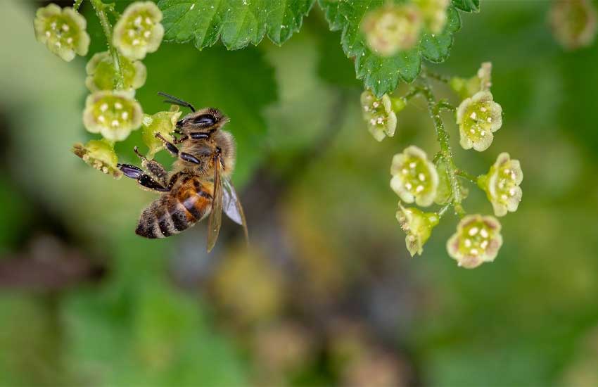 نقش زنبور عسل در کشاورزی