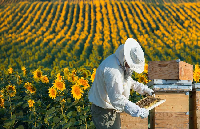 زنبور عسل در کشاورزی