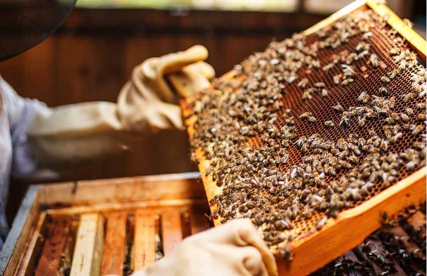 تولید عسل و محصولات زنبورعسل