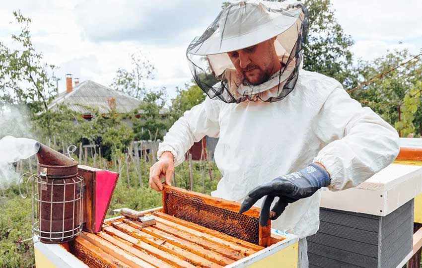 راهنمای عملی برای شروع زنبورداری