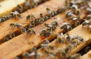 بهترین نژاد های زنبور عسل کدام است؟