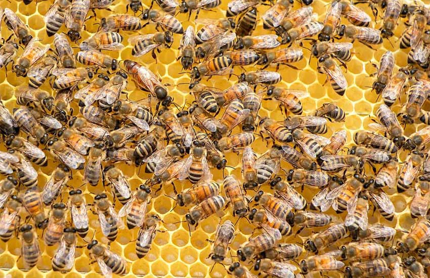 نژاد های زنبور عسل