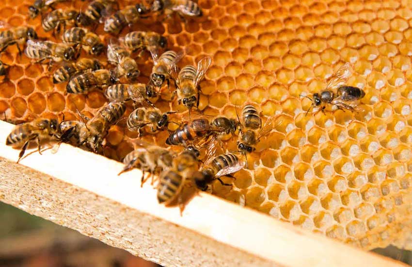 افزایش بهره‌وری زنبور