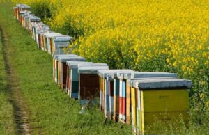 غارت و راه‌های پیشگیری و مبارزه با آن در زنبورداری