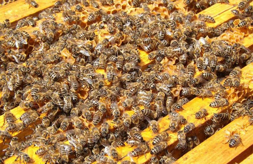 تولید بچه کندو در زنبورداری