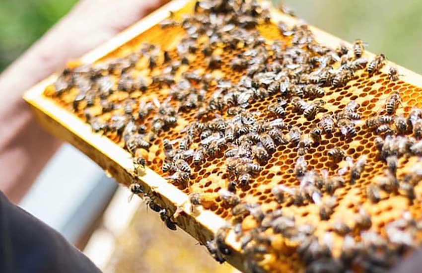 هدف استفاده از ایزولاتور در کلنی زنبور عسل