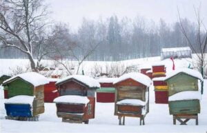 اقدامات لازم زنبورداری در فصل زمستان