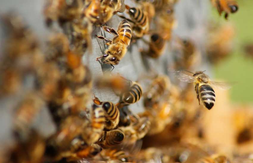 پیوند زدن زنبور عسل