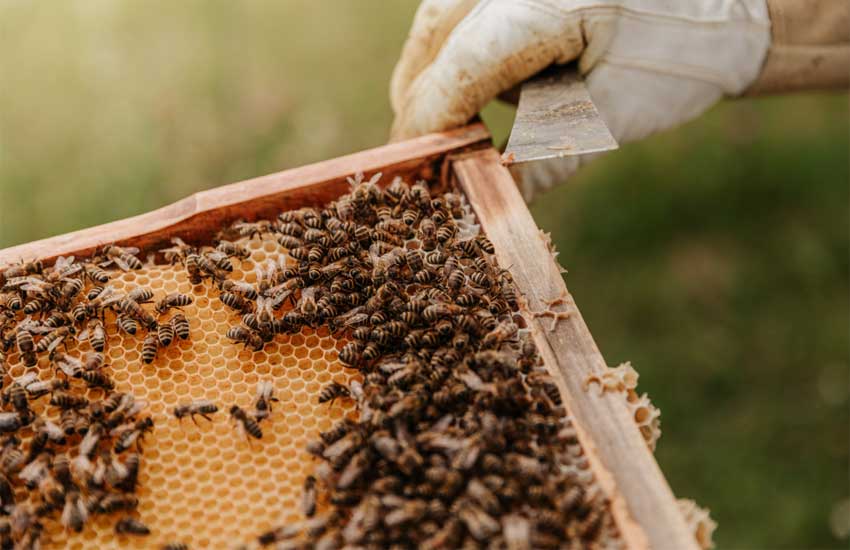 وسایل مورد نیاز برای پیوند زدن زنبور عسل