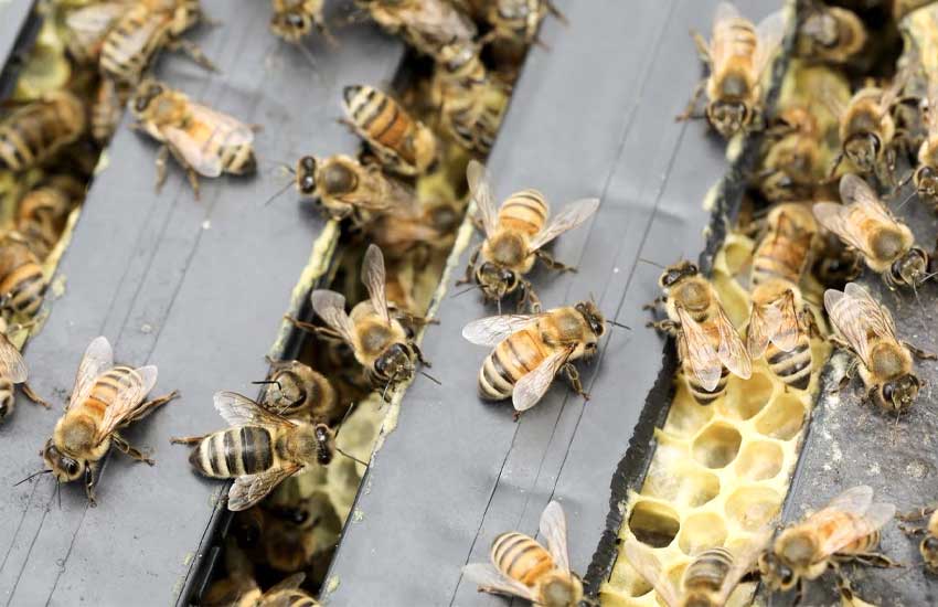وسایل پیوند زدن زنبور عسل